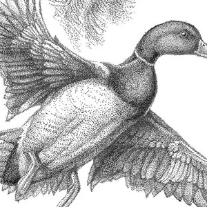 peasant hunting, gadwall art, gadwall sketch, mallard duck art, mallards and labs, Labrador retriever, duck boat, duck blind, bear hunting, bird hunting, quail hunting, buffalo hunting, bison, hunting, bird dog pups, bird dog puppies, diving ducks, dabbling, ducks, Canada, geese, snow, geese, goose hunting, big game hunting, Upland game, bird hunting, Gift for mom, gift for father, gift for duck hunter, gift for deer hunter, gift for friend, gift for hunting buddy, canvas back