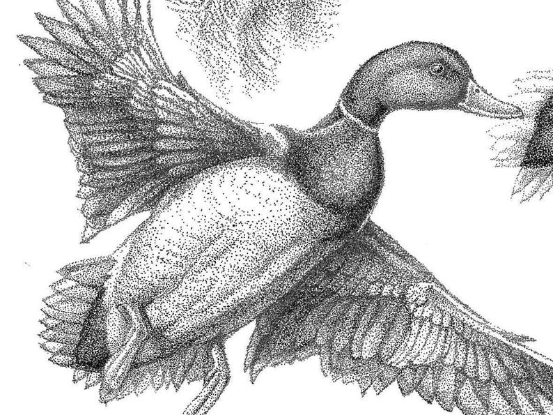 peasant hunting, gadwall art, gadwall sketch, mallard duck art, mallards and labs, Labrador retriever, duck boat, duck blind, bear hunting, bird hunting, quail hunting, buffalo hunting, bison, hunting, bird dog pups, bird dog puppies, diving ducks, dabbling, ducks, Canada, geese, snow, geese, goose hunting, big game hunting, Upland game, bird hunting, Gift for mom, gift for father, gift for duck hunter, gift for deer hunter, gift for friend, gift for hunting buddy, canvas back