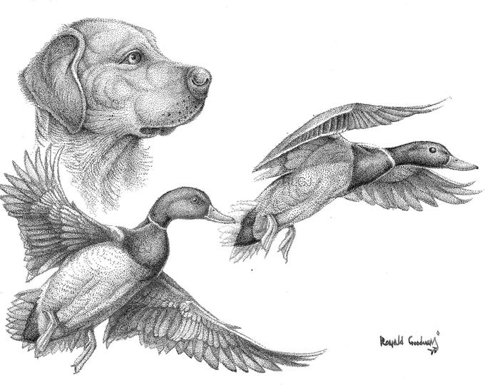 Labrador and Mallard Drakes Limited Edition Print, Stippled Pen and Ink Drawing, Gift for a Waterfowl Hunter, Duck Hunter Cabin Decoration