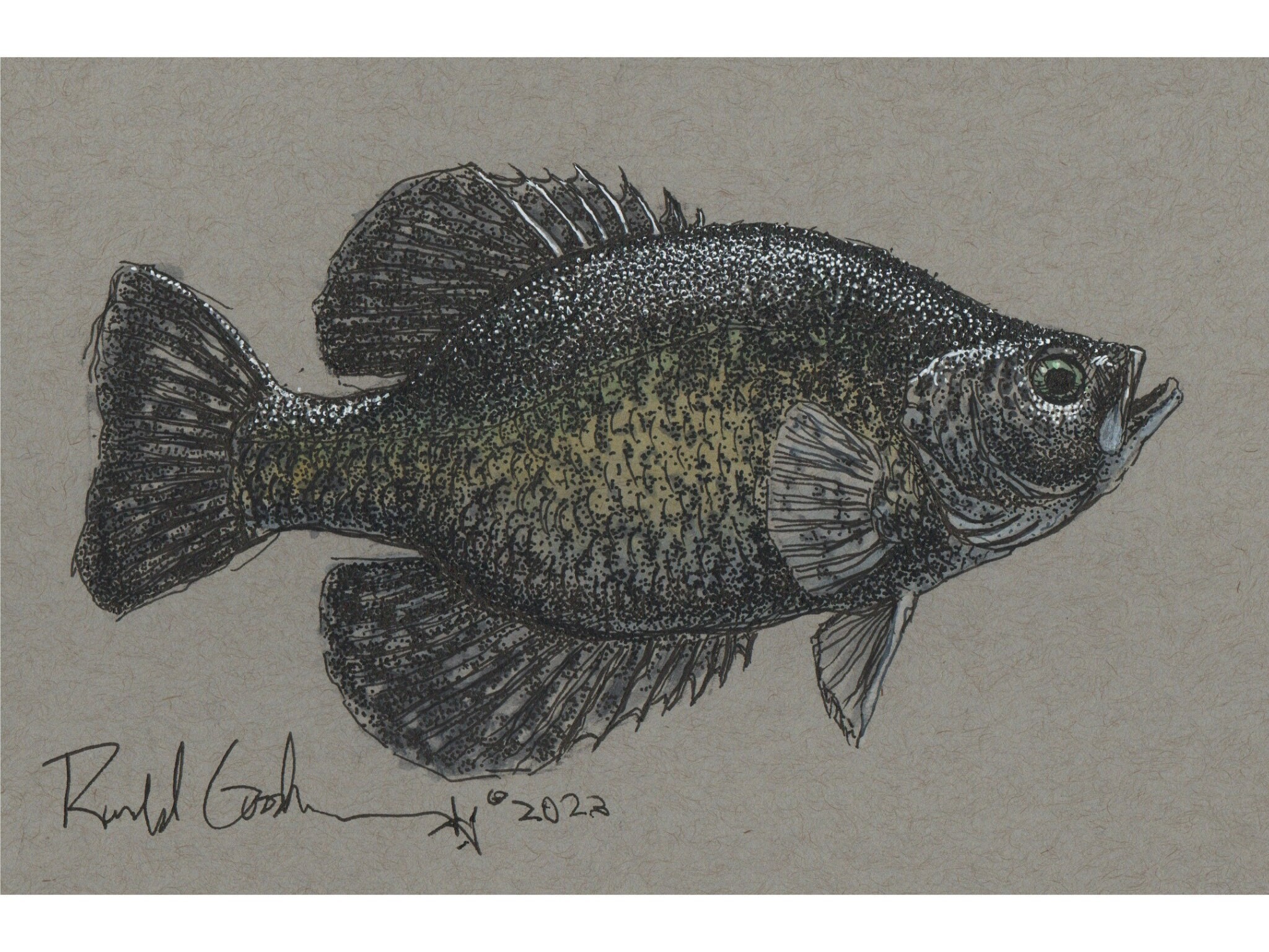 Black Crappie Wildlife Fish Drawing Fishing Hunting Art Fisherman