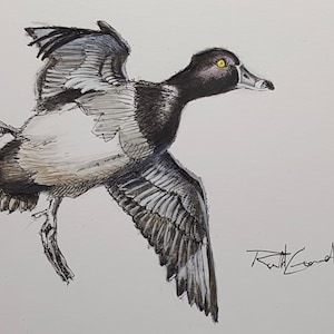 Dibujo original de pato de cuello anillado, arte de aves acuáticas con pluma y tinta, regalo para cazadores de aves acuáticas, arte de caza original, arte de pato buceador, regalo para cazadores de patos