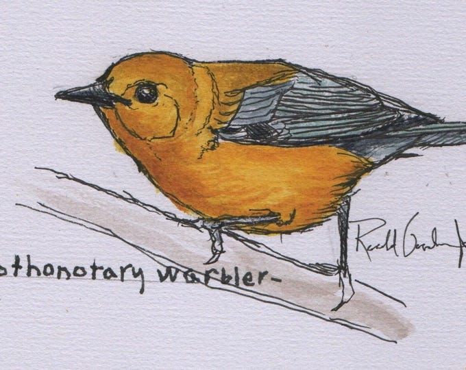 Prothonotary Warbler Study, Mixed Media Original by Fitzgerald Georgia Artist Ronald Goodman