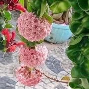 Hoya carnosa compacta 'Hindu Rope'