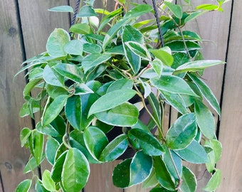 Hoya carnosa 'Krimson Queen'