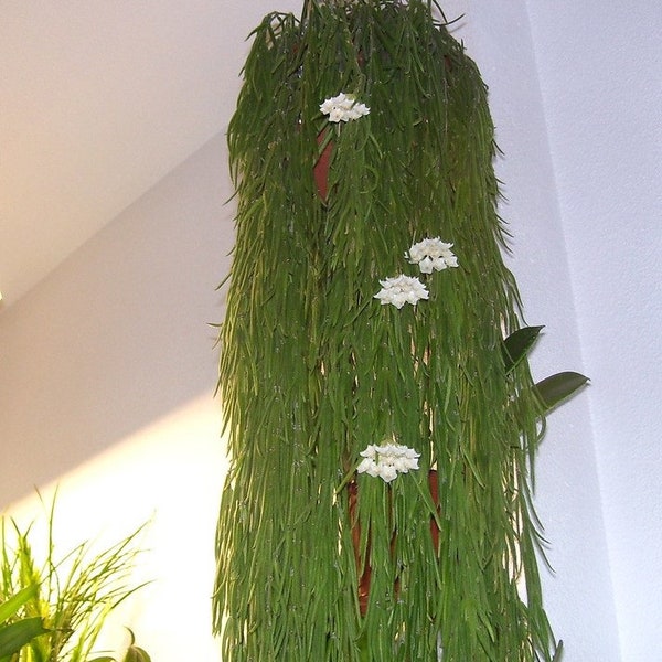 RARE Hoya linearis (wax plant)