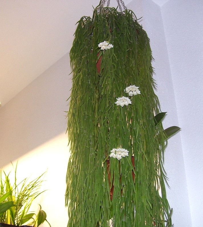 RARE Hoya Linearis (wax Plant) - Etsy