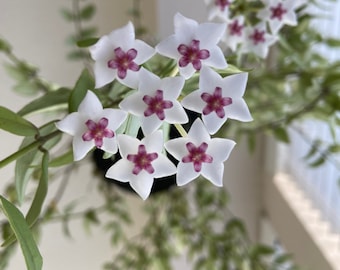 Hoya bella