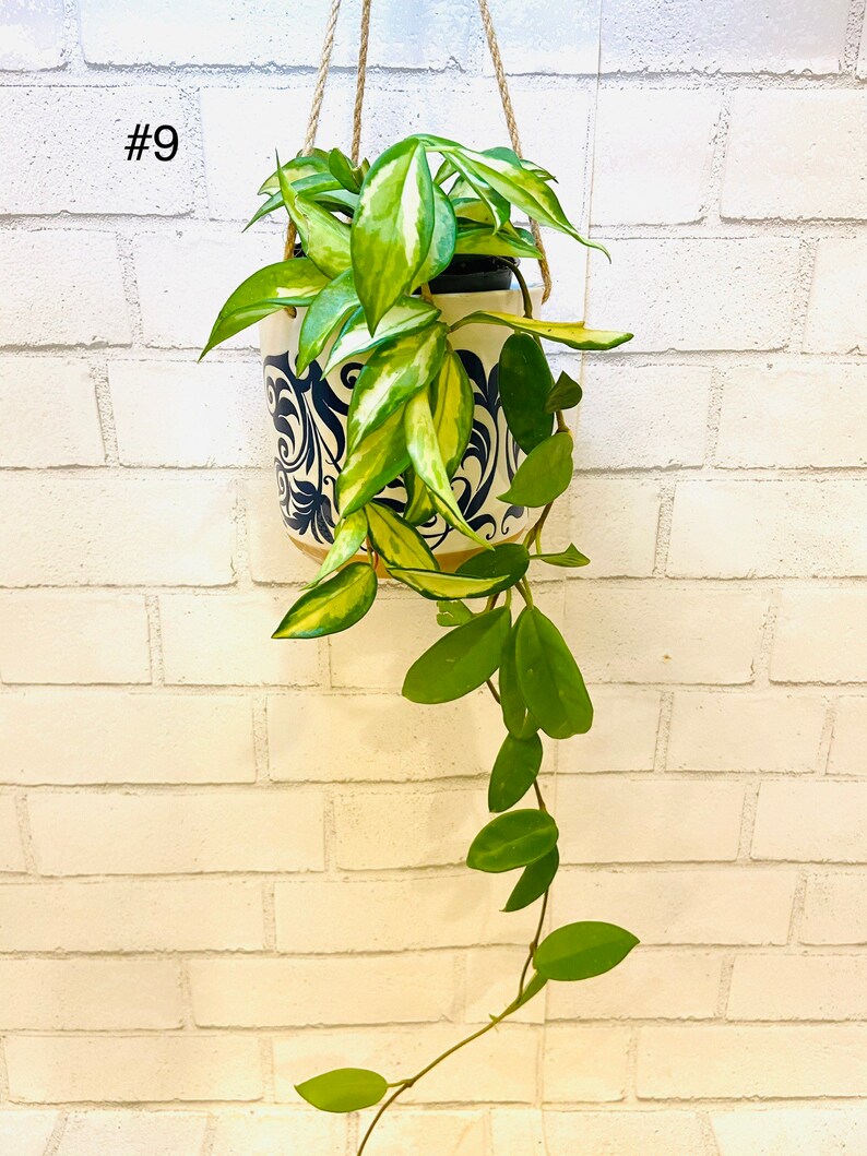 Hoya Carnosa Krimson Princess | Etsy