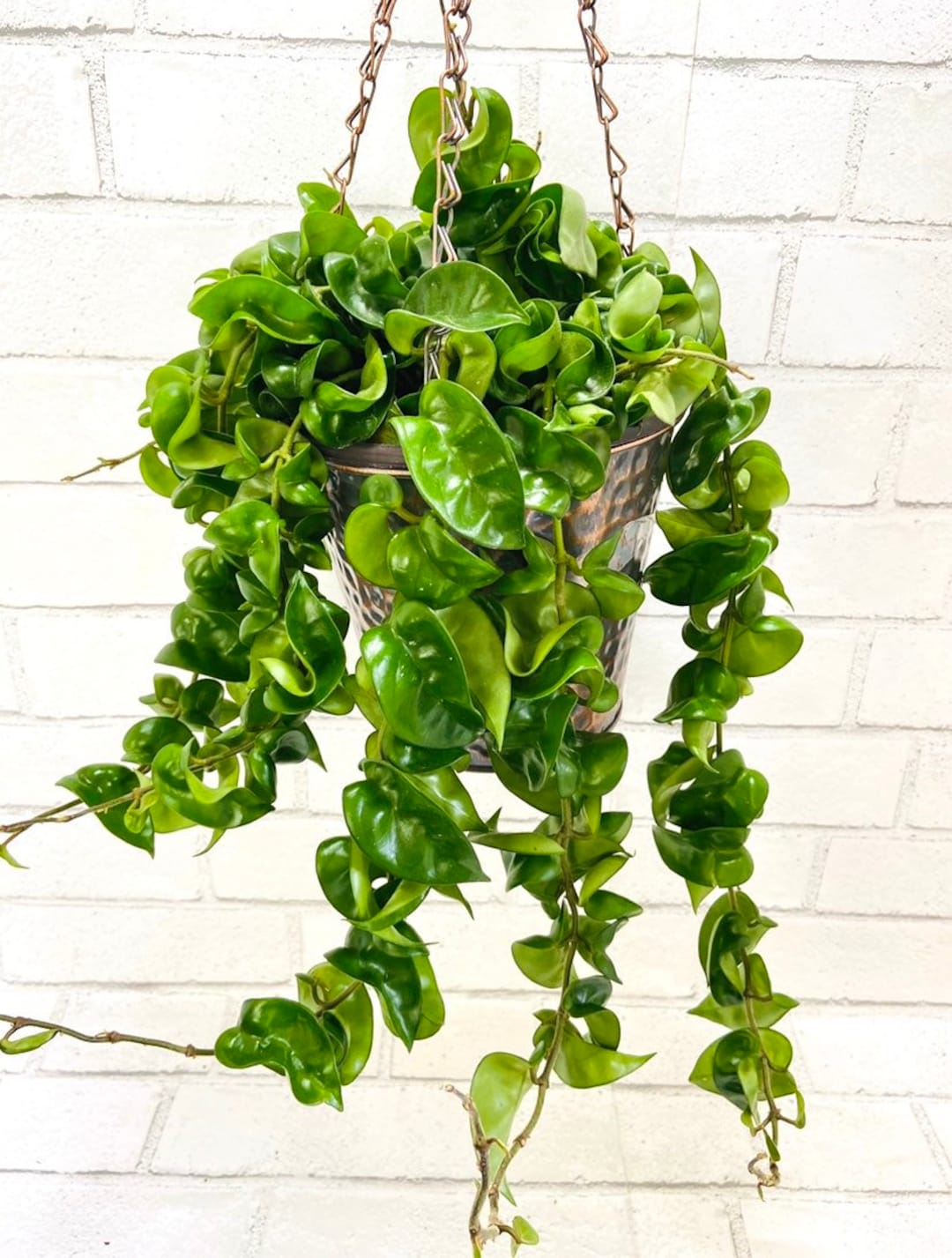 A Cascading Emerald Wave: The Enchanting Hoya Hindu Rope Plant