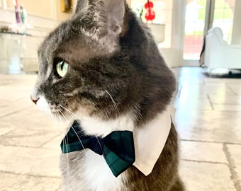 cat collar shirt tie