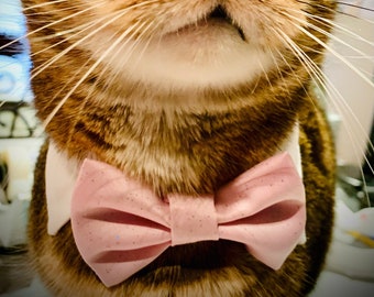 bow tie and shirt collar for cats or dogs