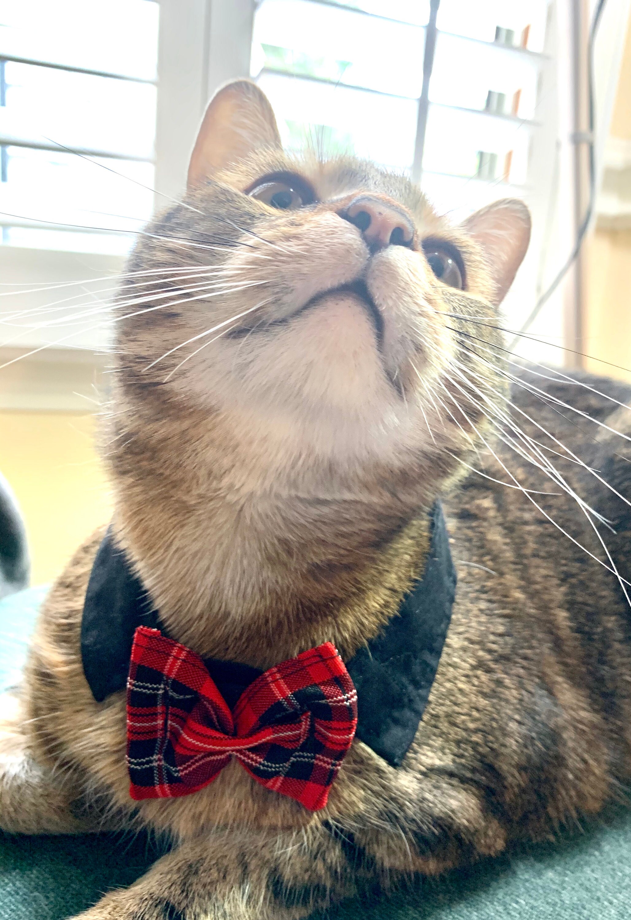 Bow tie and shirt collar for cats or dogs Etsy