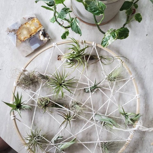 Air Plant Spiral Air Plant Holder Desk Decor Office Desk Etsy