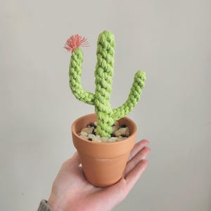 Macrame Cactus