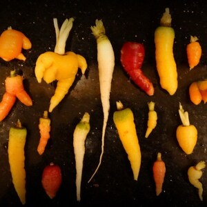 Crazy Carrots Greeting Card