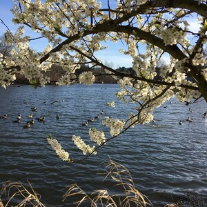 Lake Flowers Handmade Greeting Card