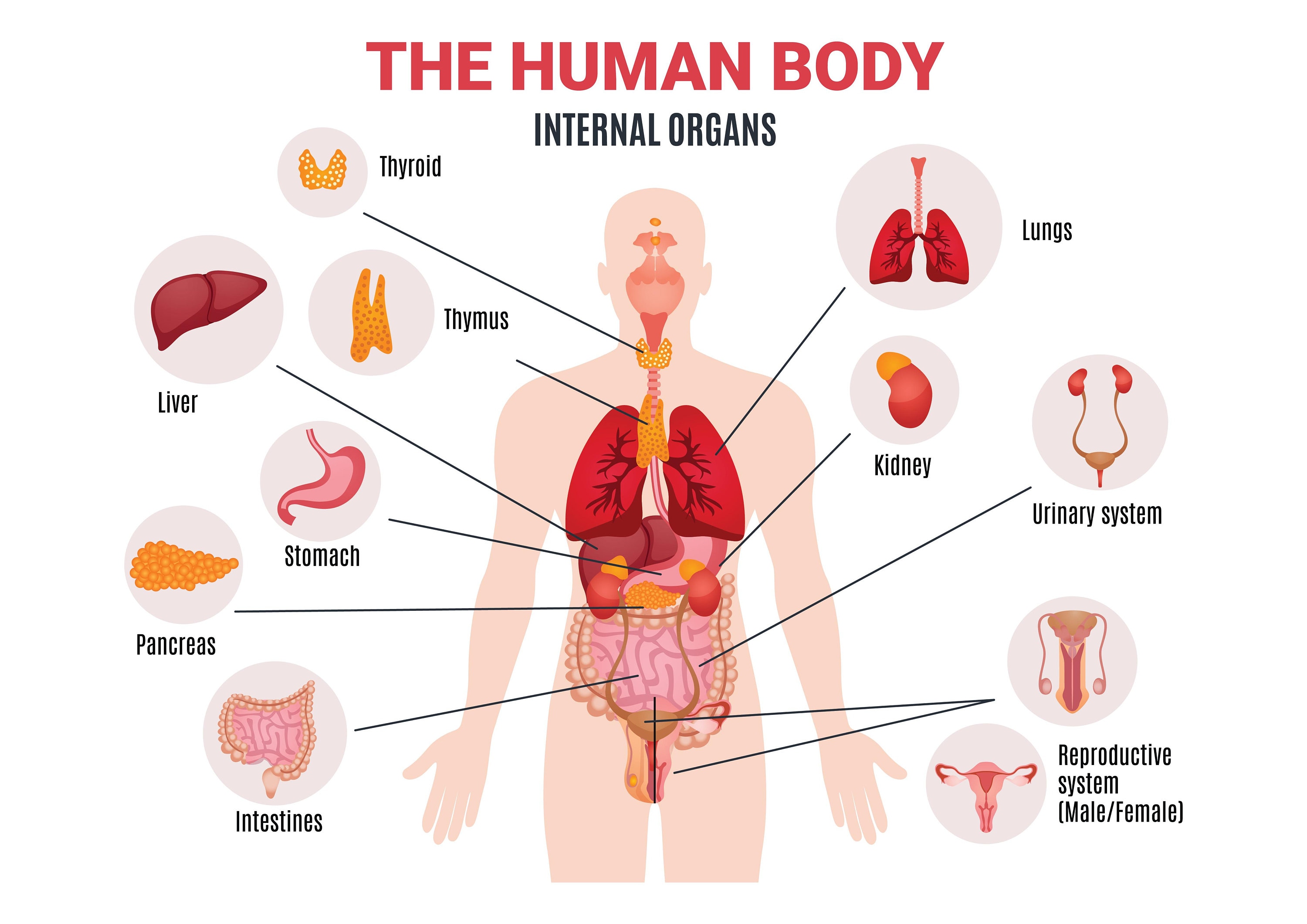 The Human Body Internal Organs Science Home School Learning Etsy