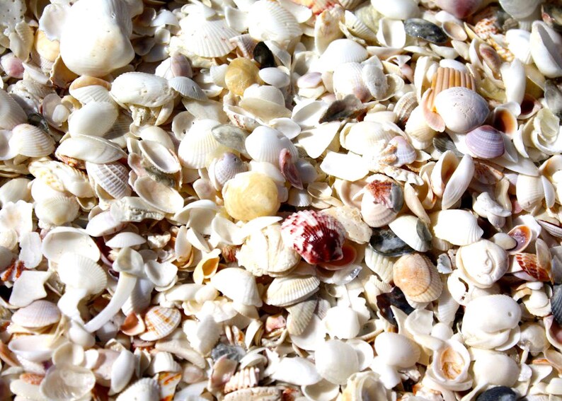 Sanibel Island Bowmans Beach jingle shell earrings image 8