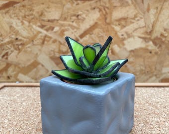 Suculenta de vidrieras