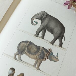 Vecchia incisione di Vauthier 1833. Renna, cammello, elefante ecc.