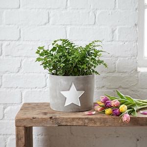 May include: A grey concrete plant pot featuring a white star, filled with green foliage. The pot is on a rustic wooden table, with a bunch of colourful tulips. The backdrop is a white brick wall.