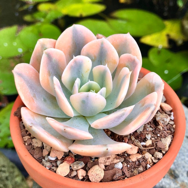 Rare Korean Variegated Echeveria Agavoides Akaihosi