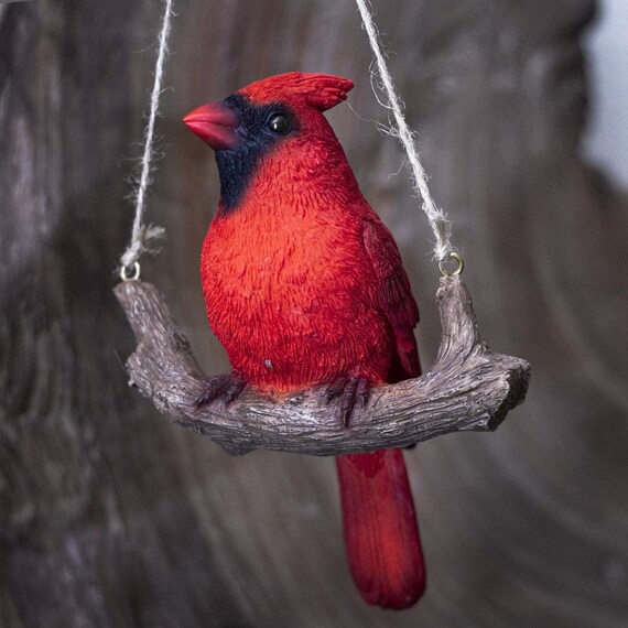 red jay bird