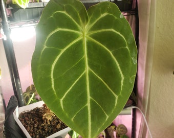 Anthurium Mag x Forgetii Seedling 'E'