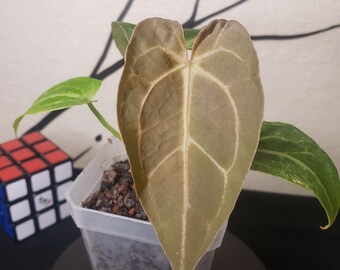 Variegated Anthurium Mag X NOID HYBRID 'raspberry' - Etsy
