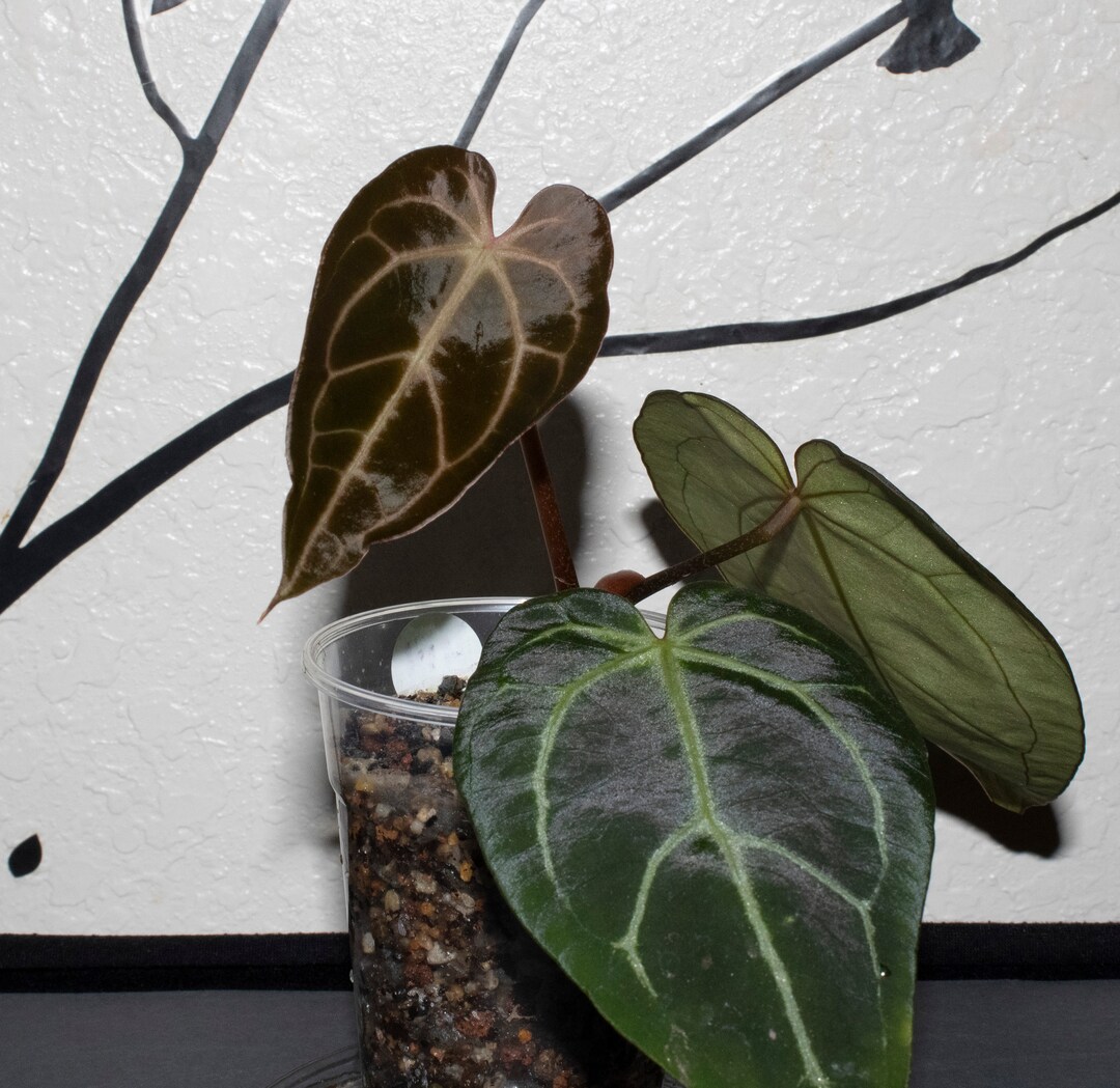 H14-anthurium Mag X NOID HYBRID 'raspberry' - Etsy