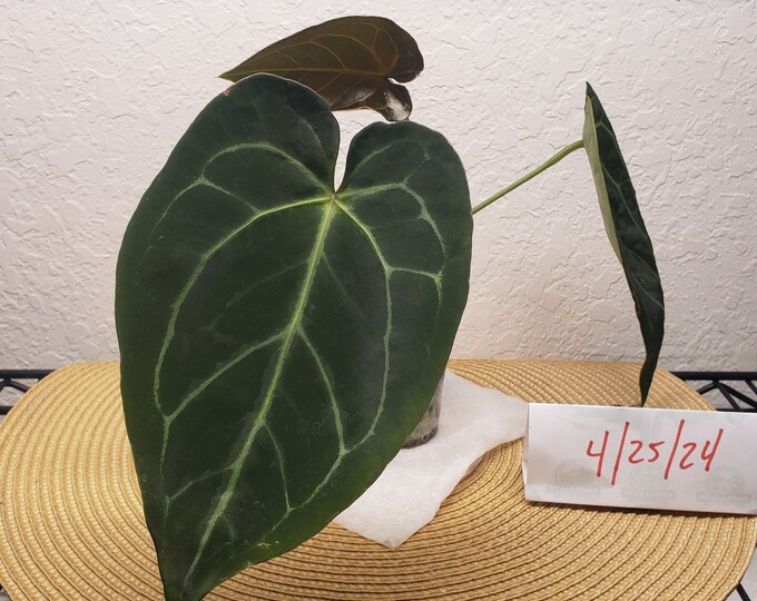 H19-anthurium Mag X NOID HYBRID 'raspberry' - Etsy