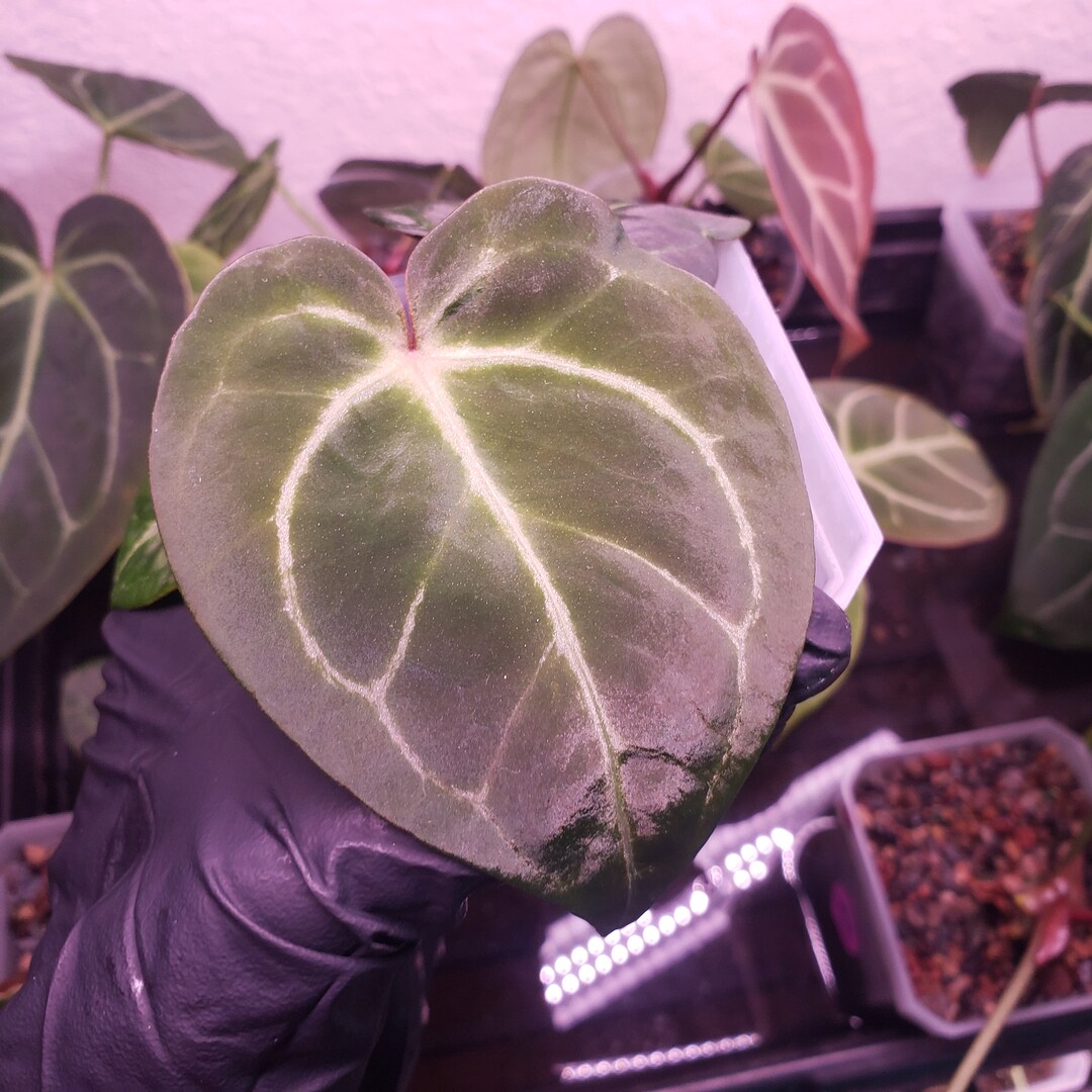 H18-anthurium Mag X NOID HYBRID 'raspberry' Seedling - Etsy