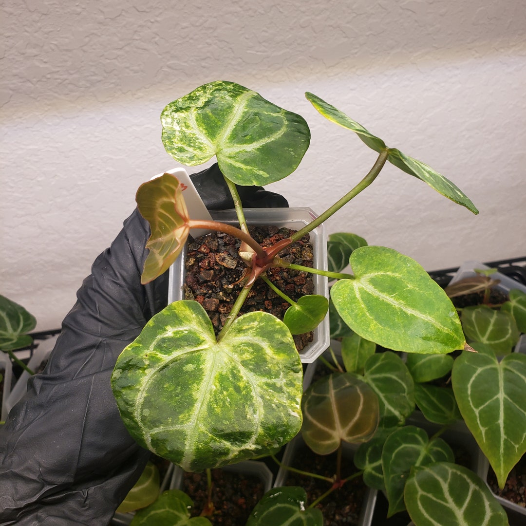 Variegated Raspberry V3 Variegated Anthurium Mag X NOID HYBRID 'raspberry' Seedling - Etsy