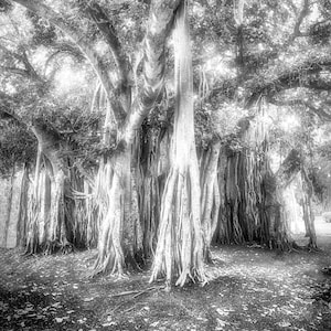 Avanzar.   Impresión artística en blanco y negro, paisaje, naturaleza, árboles, fotografía, decoración