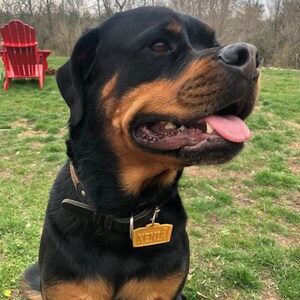 Puede incluir: Un perro Rottweiler con pelaje negro y canela, que lleva un collar de cuero negro y una etiqueta dorada que dice "XENIA". El perro est&aacute; al aire libre en un c&eacute;sped, con una silla Adirondack roja en el fondo.