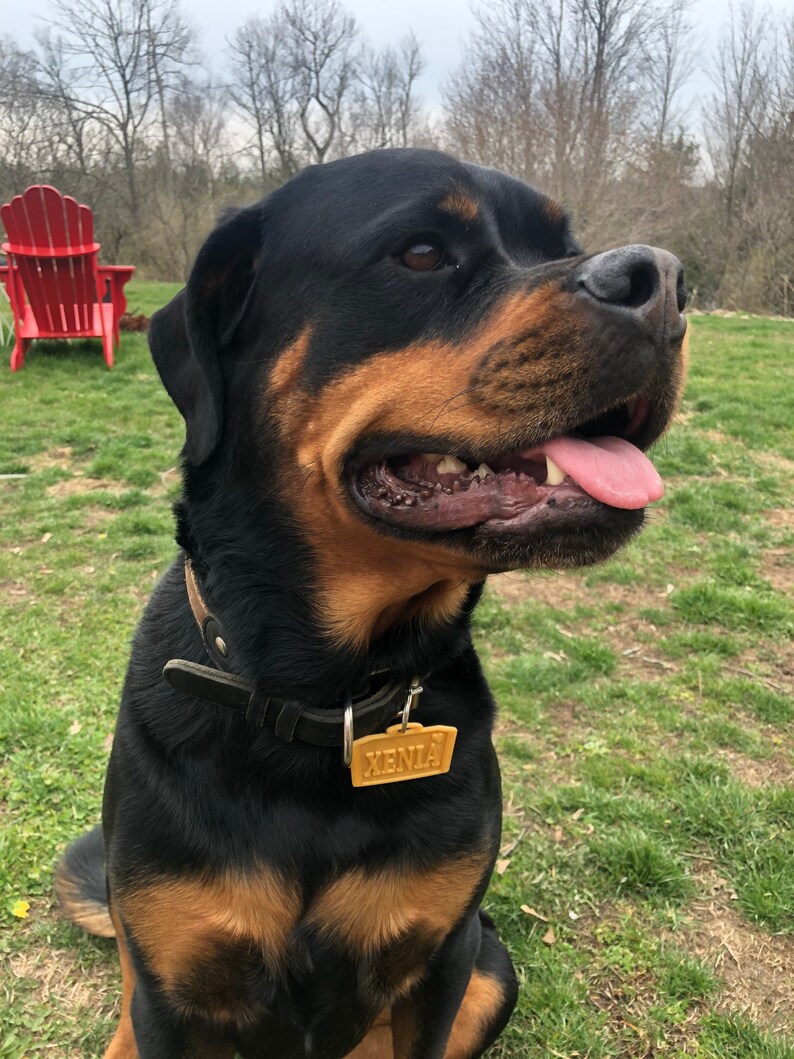 Puede incluir: Un perro Rottweiler con pelaje negro y canela, que lleva un collar de cuero negro y una etiqueta dorada que dice "XENIA". El perro est&aacute; al aire libre en un c&eacute;sped, con una silla Adirondack roja en el fondo.