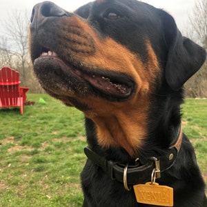 Puede incluir: Un perro Rottweiler negro y canela, con un collar de cuero negro y una etiqueta con el nombre "XENIA". El perro mira hacia arriba con la boca ligeramente abierta. El fondo muestra un c&eacute;sped verde y un cielo nublado.