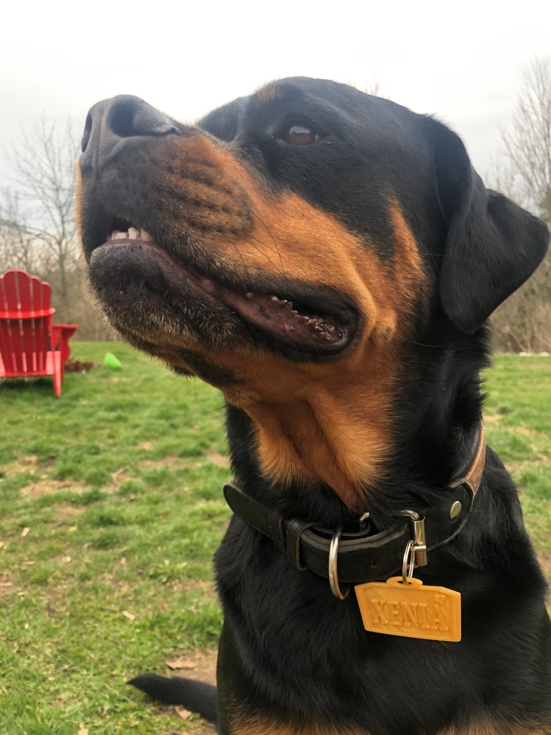 Puede incluir: Un perro Rottweiler negro y canela, con un collar de cuero negro y una etiqueta con el nombre "XENIA". El perro mira hacia arriba con la boca ligeramente abierta. El fondo muestra un c&eacute;sped verde y un cielo nublado.