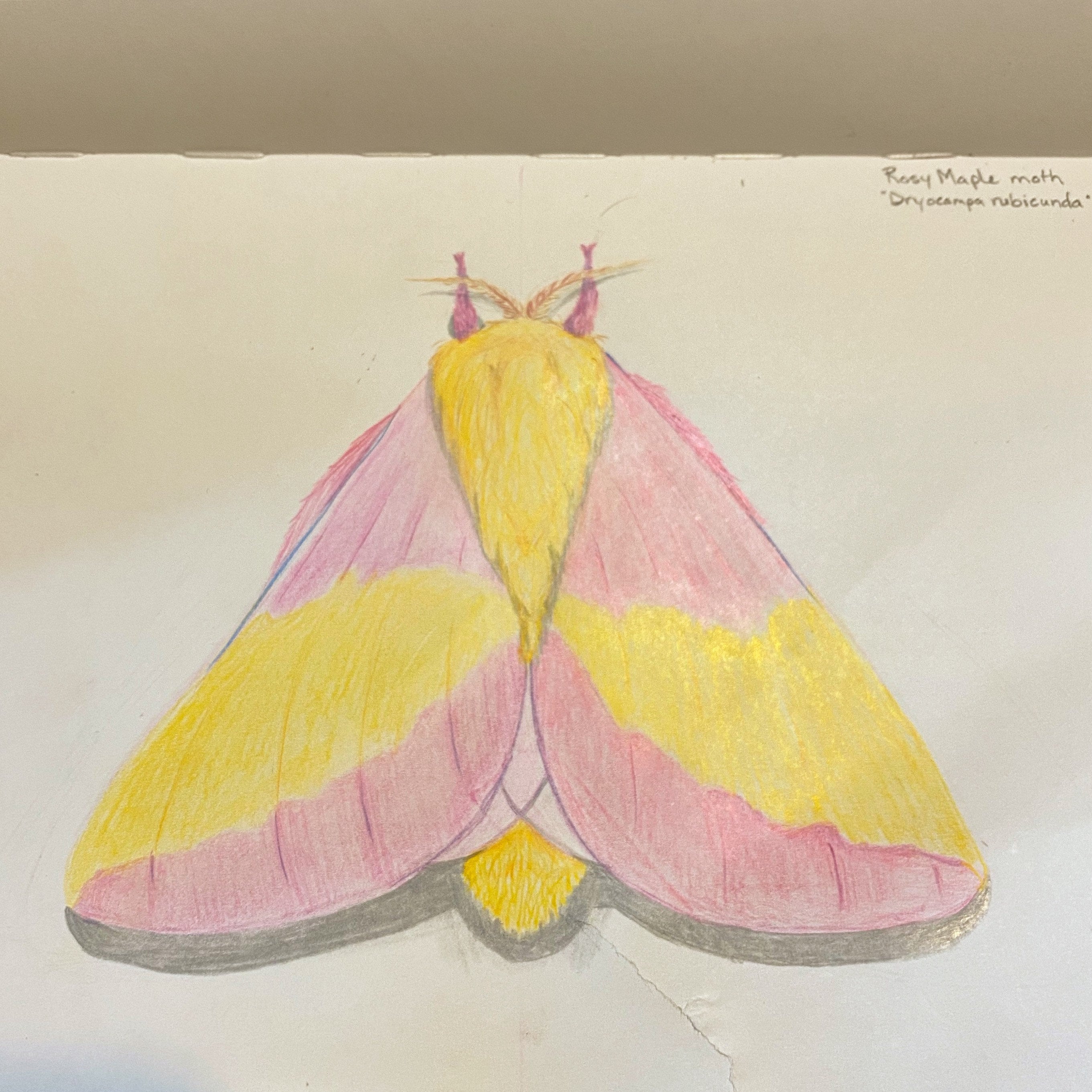 2020 Rosy Maple Moth Colored Pencil Drawing Etsy Sweden