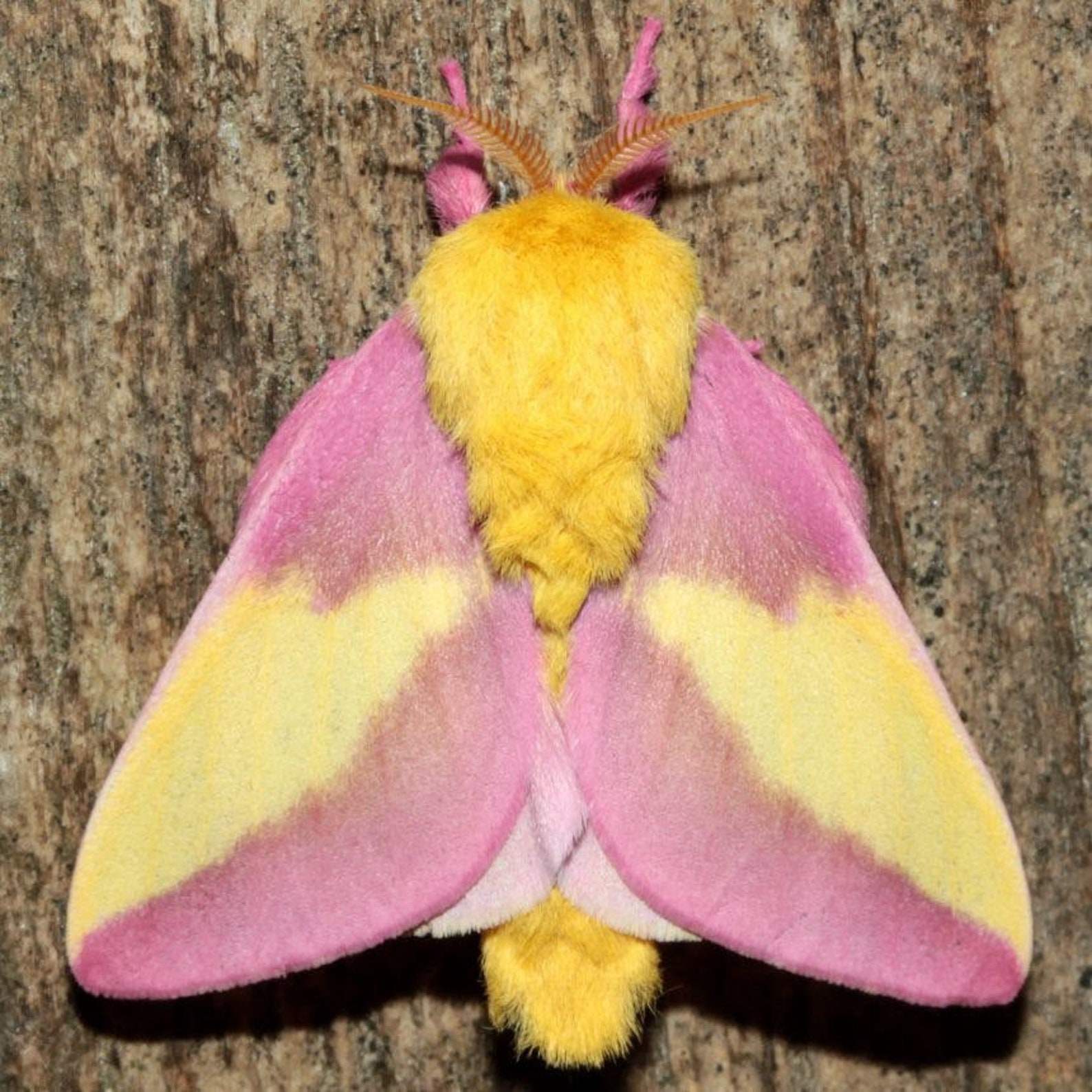 2020 Rosy Maple Moth Colored Pencil Drawing Etsy Sweden