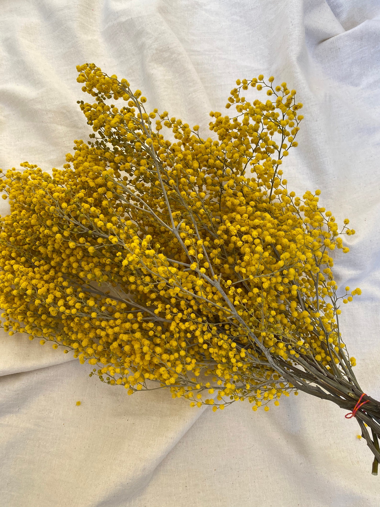 Dried Mimosa Flower Bouquet Golden Yellow Acacia Flowers Etsy