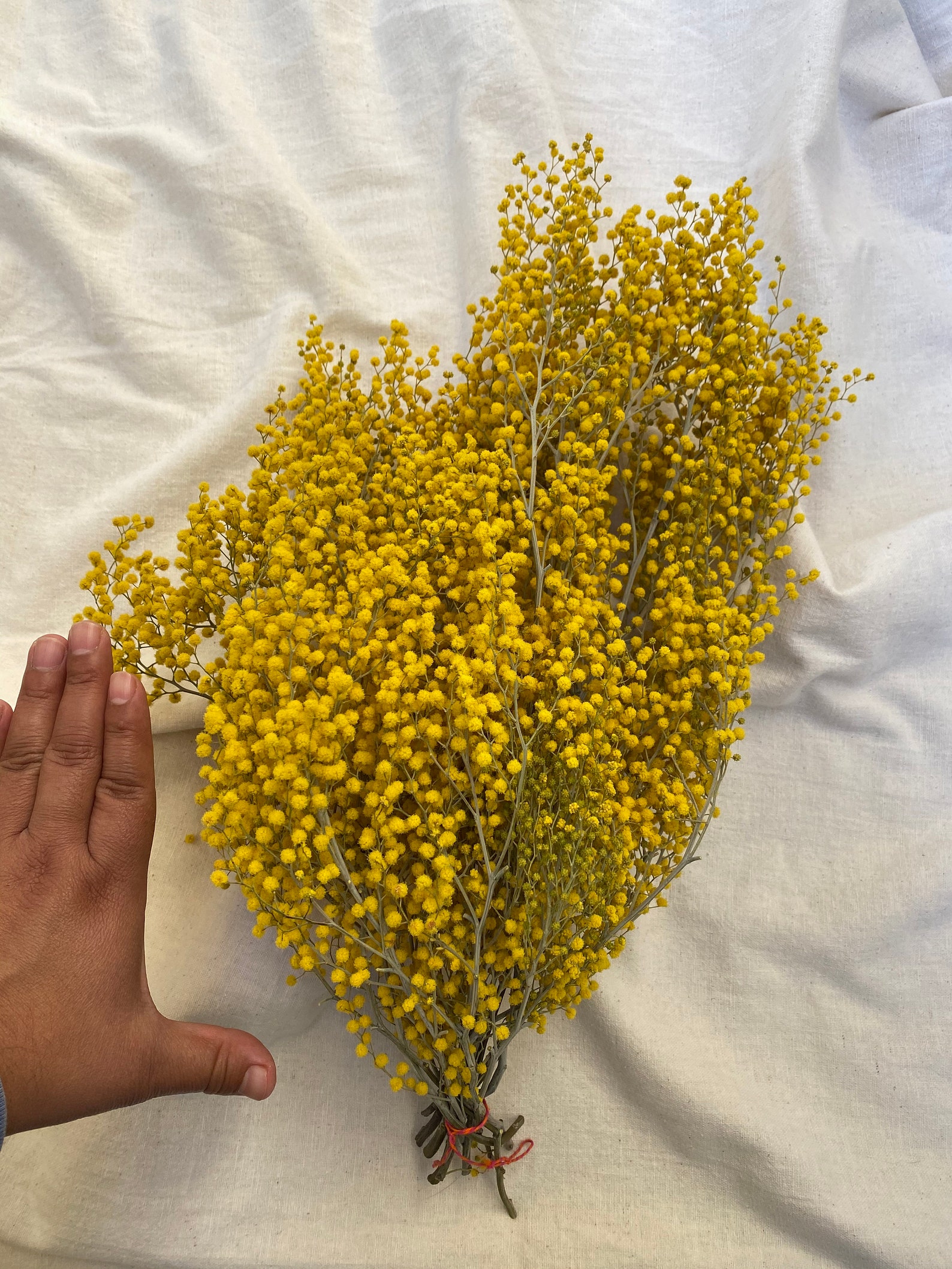 Dried Mimosa Flower Bouquet Golden Yellow Acacia Flowers Etsy
