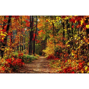 May include: A picturesque autumn forest scene. A dirt path meanders through a forest filled with trees displaying vibrant autumn colours. The foliage is a mix of red, yellow, and orange, creating a beautiful fall landscape.