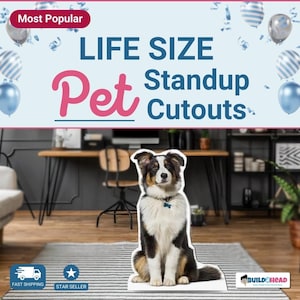 May include: Life size cardboard cutout of a black, white, and brown Australian Shepherd dog sitting. The dog is wearing a blue collar with a silver tag. The cutout is on a striped rug in front of a desk and chair.