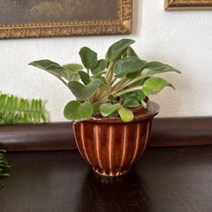 May include: A small African violet plant with dark green, fuzzy leaves potted in a glossy, deep brown ceramic planter. The planter features a rounded, bowl-like shape with vertical ribbed detailing and a wide, flat rim around the top edge.
