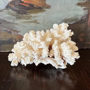 May include: A large, white coral specimen with a branching, organic shape. The coral is bleached white and has a rough, textured surface.