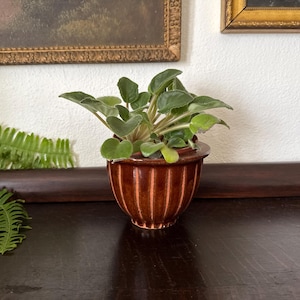 May include: A small, brown, ribbed ceramic pot holds a vibrant green plant with velvety leaves. The pot sits on a dark wooden surface, with a fern and framed artwork in the background. The pot has a glossy finish.