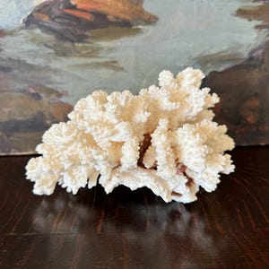 May include: A natural white coral specimen featuring a dense, branching structure with a rough, porous texture. The coral displays numerous small, intricate protrusions and a complex, organic shape, showcasing a stark, bright white coloration.