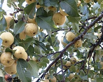 RARE Very  Hardy Ussurian Pear fruit tree Edible  foodplot wildlife LIVE PLANT