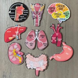 May include: Set of nine colorful anatomical organ magnets, including the brain, heart, lungs, liver, kidneys, stomach, intestines, and throat. Each magnet features a detailed illustration and labels of the organ's parts.